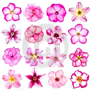 Collection of pink flowers isolated on white background.
