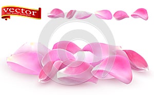 Collection of pink rose petals close-up on white background. Pink rose petals vector high detail photo