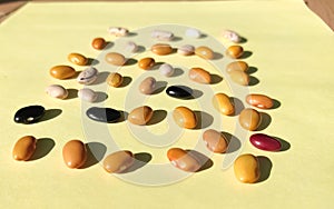 Collection of Pinto Beans, and yallow background