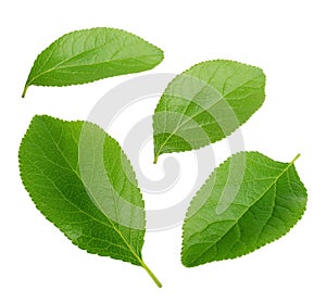 Collection of plum leaves isolated on white