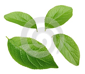 Collection of plum leaves isolated on white