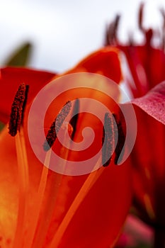 collection of pollen on a lily in a close-up