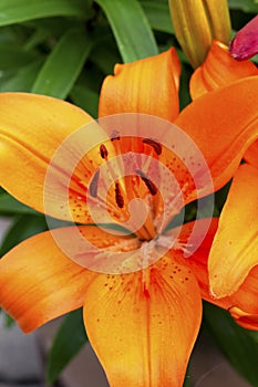 collection of pollen on a lily in a close-up