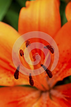 collection of pollen on a lily in a close-up