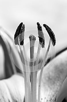 collection of pollen on a lily in a close-up, black and white