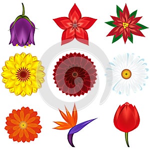 Collection of popular and exotic flowers