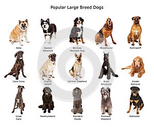 Collection of Popular Large Breed Dogs