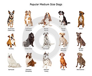 Collection of Popular Medium Size Dogs