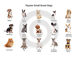 Collection of Popular Small Breed Dogs