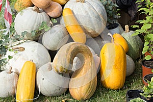 A collection of pumpkins of different types