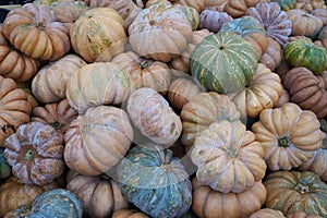 A collection of pumpkins and squash of different types and colors. Autumn harvest.