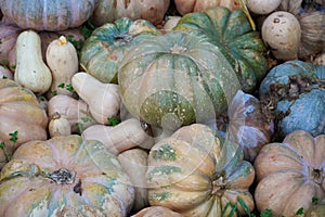 A collection of pumpkins and squash of different types and colors. Autumn harvest.
