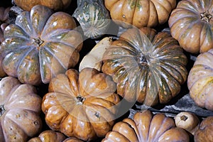 A collection of pumpkins and squash of different types and colors. Autumn harvest.