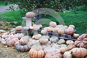 A collection of pumpkins and squash of different types and colors.