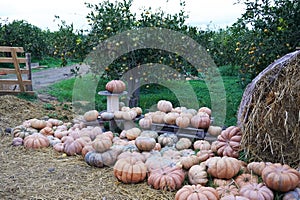 A collection of pumpkins and squash of different types and colors.