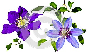 Collection Purple clematis flowers isolated on white background