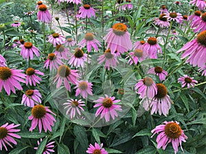 A collection of Purple Cone flowers