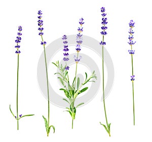 Collection of purple lavender flowers on white background