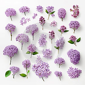 Collection of purple lilac flowers over white background