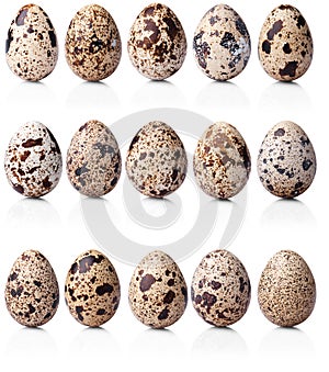 Collection of quail eggs