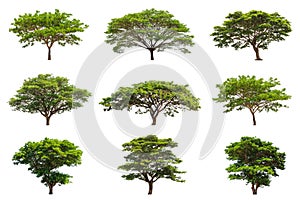 Collection of Rain trees (Samanea saman)