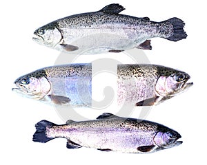 Collection of Rainbow trout (Oncorhynchus mykiss) females photo