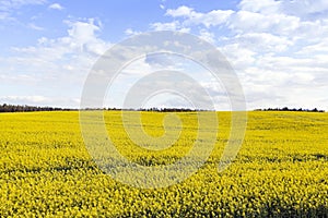 Collection rapeseed crop