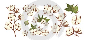 Collection of raw cotton branches, leaves, bolls and flowers isolated on white background. Realistic hand drawn