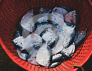 Collection of razor moonfish on a container for sale