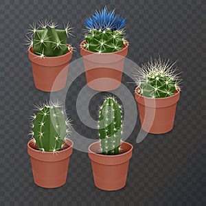 Collection of realistic cactuses in flower pot on dark background