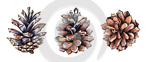 Collection of realistic watercolor illustrations of the pine cones on white background