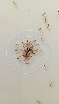 A collection of red ants swarming around dead insects