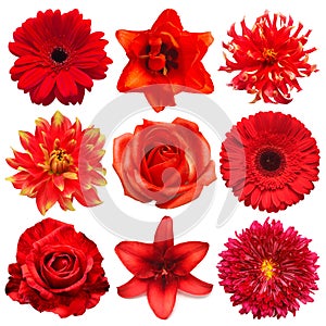 Collection red flowers head of tulip, dahlia, rose, daisy, lily, gerbera, chrysanthemum isolated on white background