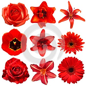 Collection red flowers head of tulip, dahlia, rose, daisy, lily, gerbera, chrysanthemum isolated on white background