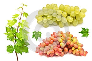 Collection of red and green grapes with leaves isolated on a white background