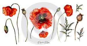 Collection of Red Poppies Watercolor Flowers