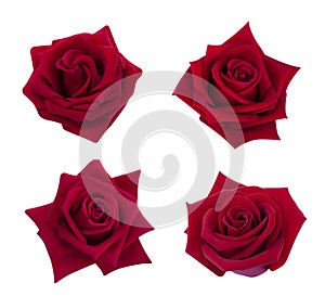 Collection of red rose isolated on white background, soft focus