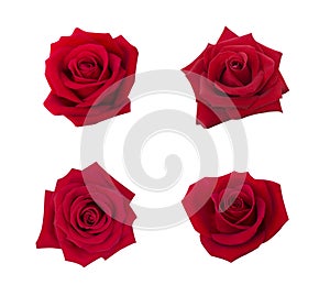 Collection of red rose isolated on white background, soft focus