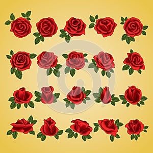 collection of red roses. Vector illustration decorative design