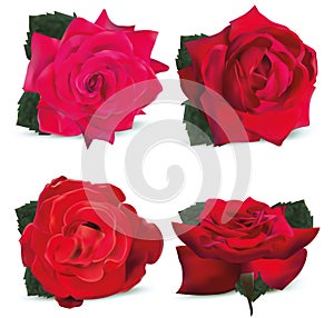 Collection red roses on white background. Icon roses. 3d realistic roses close up. Vector illustration.