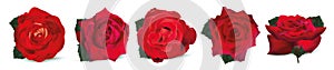 Collection red roses on white background. Icon set. Texture red rose close up. Summer, nature. Vector illustration.