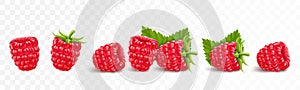 Collection of ripe raspberries isolated on transparent background. Natural summer fruit, realistic 3d vector illustration.