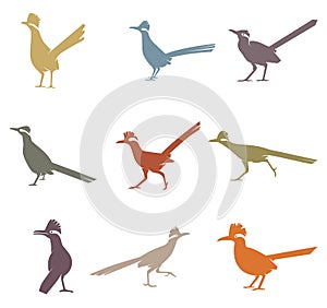 Collection Of Roadrunner Birds photo