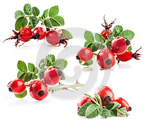 Collection of rose hips photo