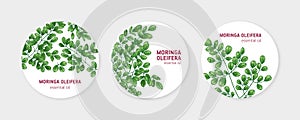 Collection of round labels with Miracle Tree or Moringa oleifera. Set of circular tags with medicinal plant used in