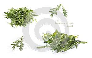Collection of rucola on white