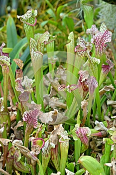 Collection of Sarracenia or Trumpet pitcher plants