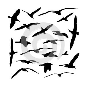 Collection of sea gull birds silhouettes photo