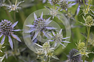 Collection of Sea Holly Flowers