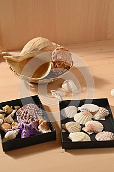 Collection of sea mollusks. Seashells on a wooden table